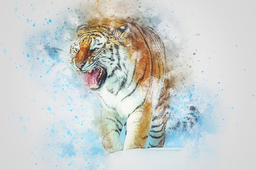 tiger  roar  animal