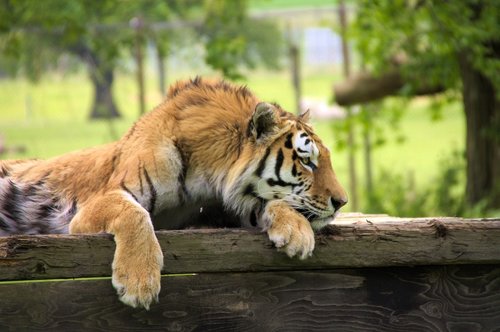 tiger  sleeping  animal