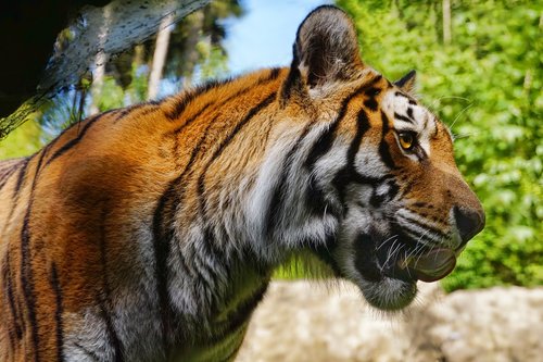 tiger  big cat  panthera tigris