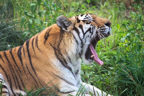 tiger  animal  zoo