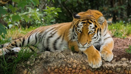 tiger  predator  animal