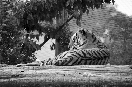 tiger  zoo  predator