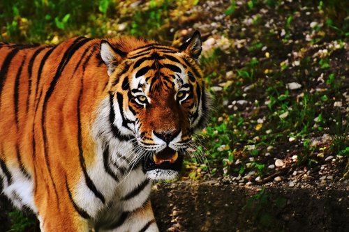 tiger  big cat  predator