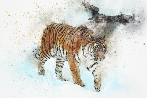 tiger  walking  wild