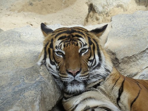 tiger  big cat  predator