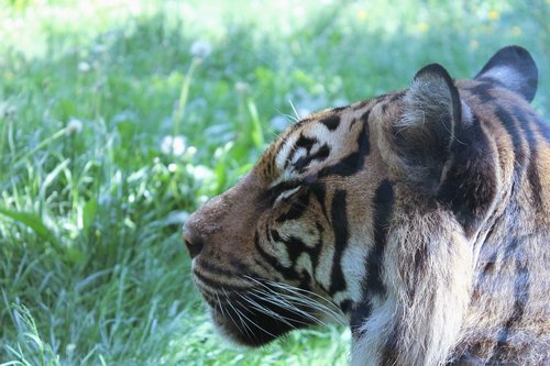 tiger  cat  large