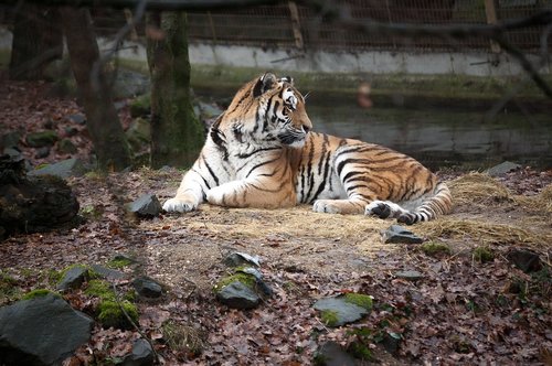 tiger  wildlife  cat