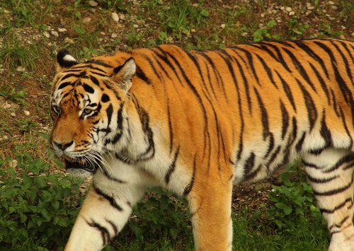 tiger  big cat  dangerous
