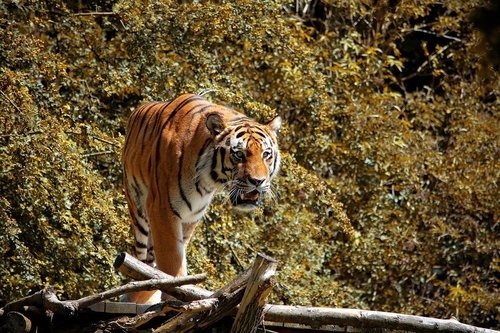 tiger  animal  animal world