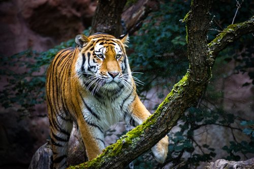 tiger  wildlife  predator
