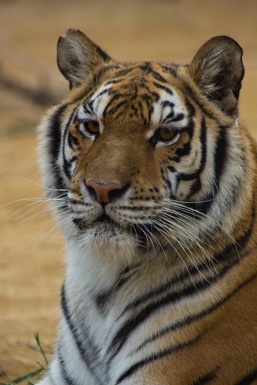 tiger  cat  stripes