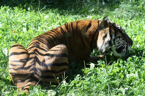 tiger  animal  predator