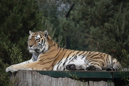 tiger  wildlife  park