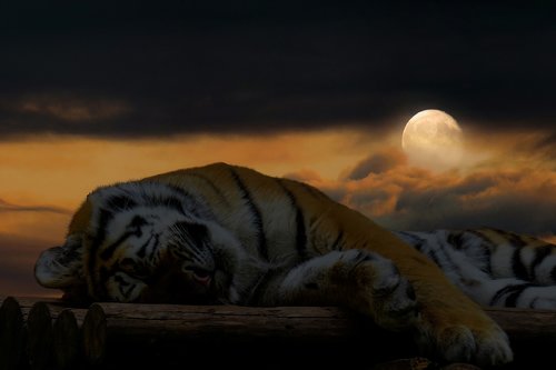 tiger  sleep  rest