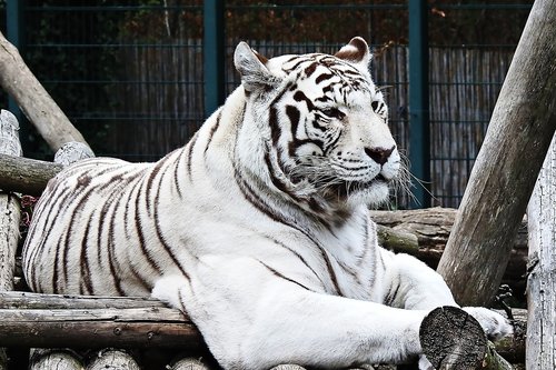 tiger  white  white-tiger