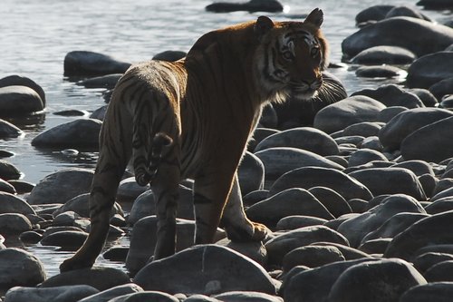 tiger  india  wild animal
