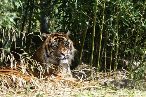 tiger  zoo  feline