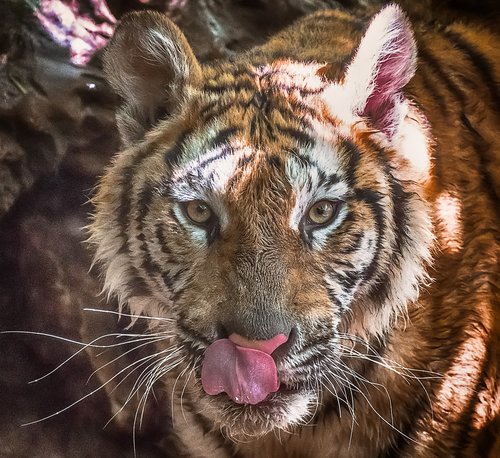 tiger  zoo  predator