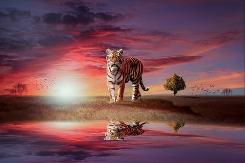 tiger  wild  feline