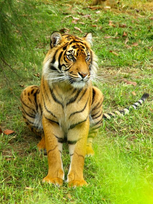 tiger  sitting  stripes