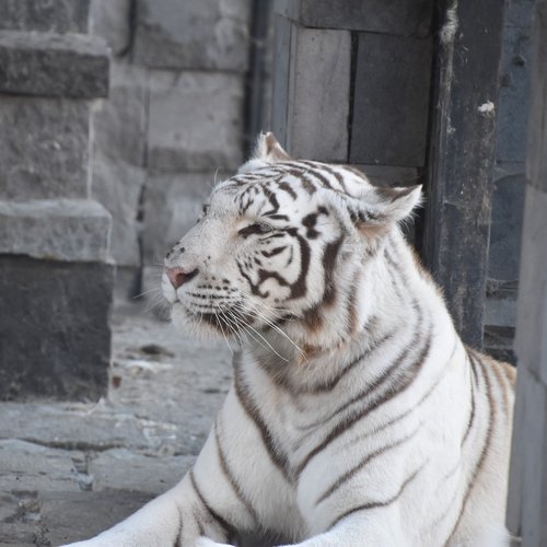 tiger  white  nature