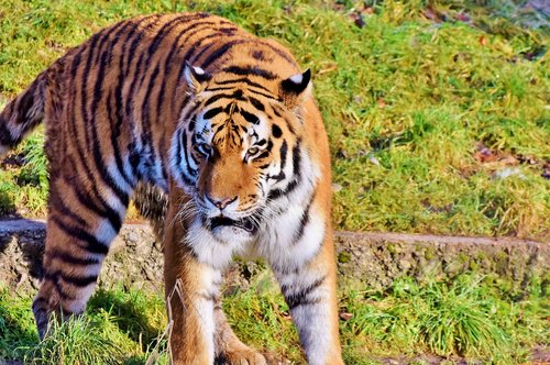tiger  big cat  predator