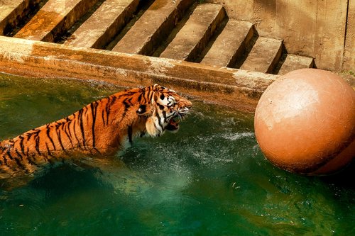 tiger  bathing  zoo