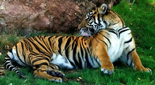 tiger  siberian  resting