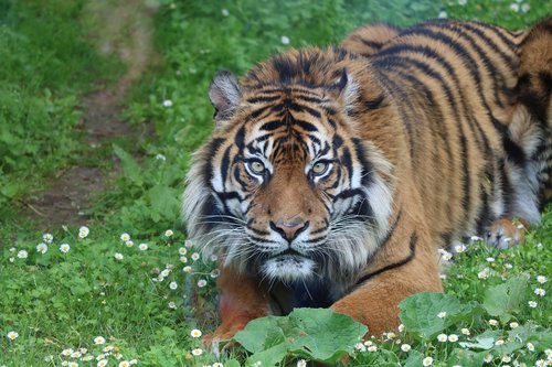 tiger  zoo  wildlife