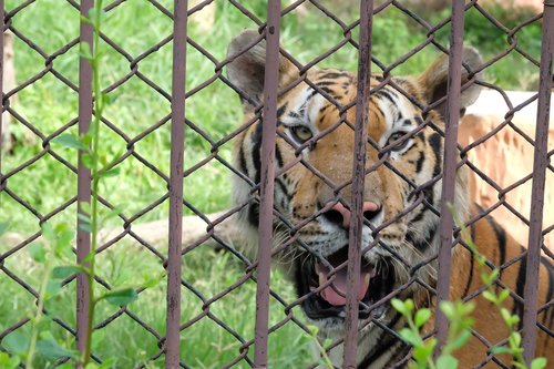 tiger  zoo  animal