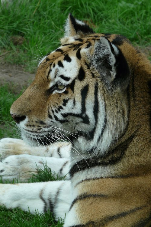 tiger  zoo  animal world