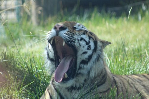 tiger  zoo  yawn