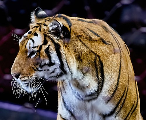 tiger  animal  cat