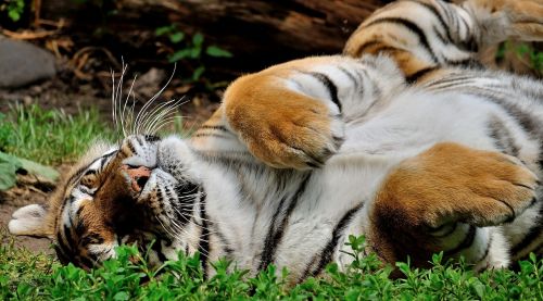 tiger carnivore zoo