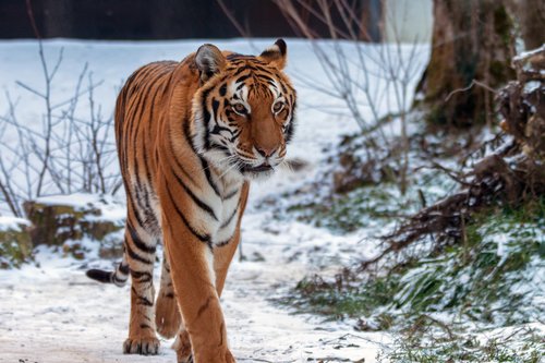 tiger  color  wildcat