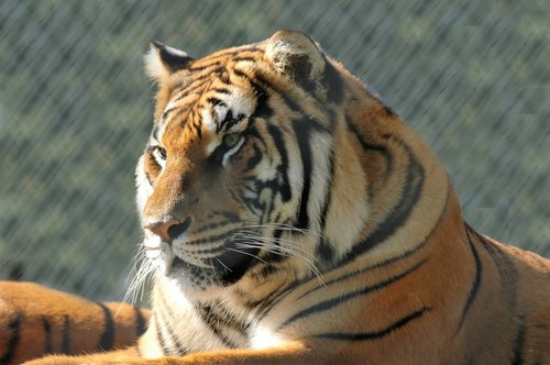 tiger  animal  predator
