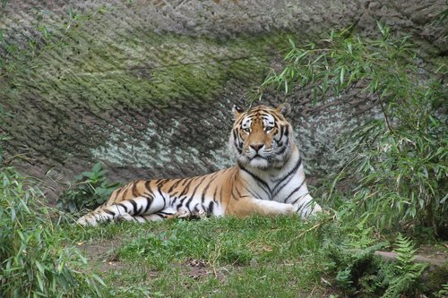 tiger  big cat  zoo