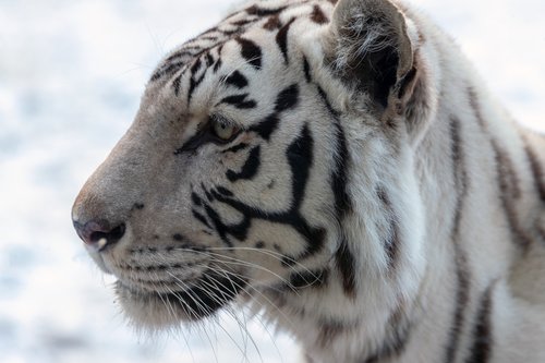 tiger  white  white tiger