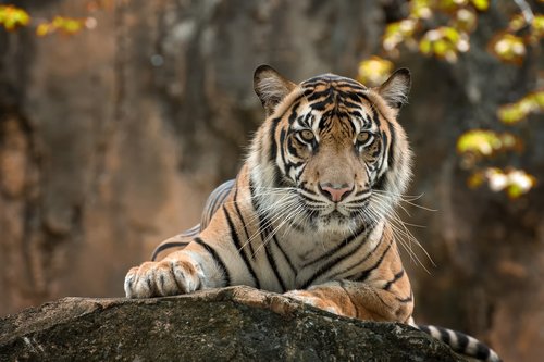tiger  white  color