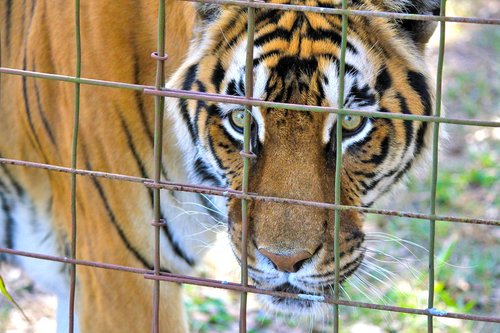 tiger  caged tiger  tiger face