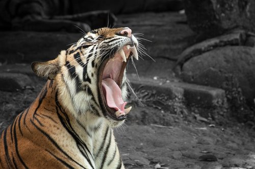 tiger  roar  animal