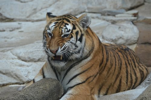 tiger  roar  teeth
