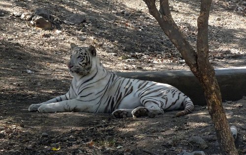 tiger  white tiger  cat