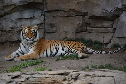 tiger  zoo  feline