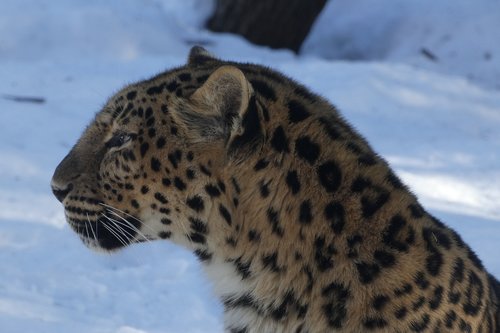 tiger  nature  zoo