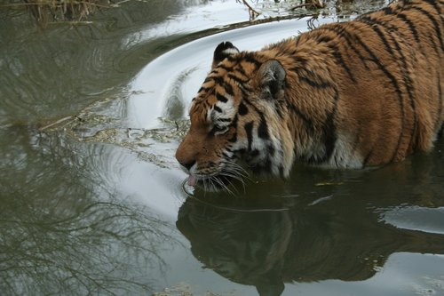 tiger  swim  bathing