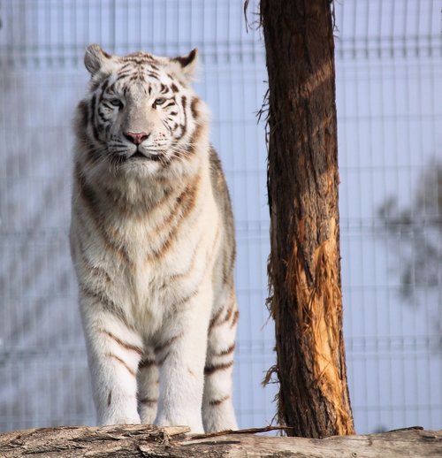 tiger  white  beast