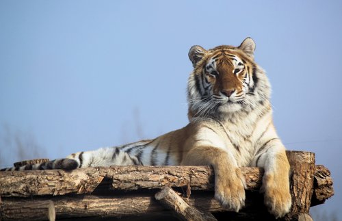 tiger  indian  beast
