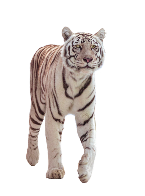 tiger  big cat  white