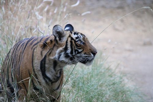 tiger  india  wild